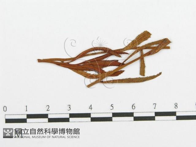 登錄號:F0011553藏品圖，第1張