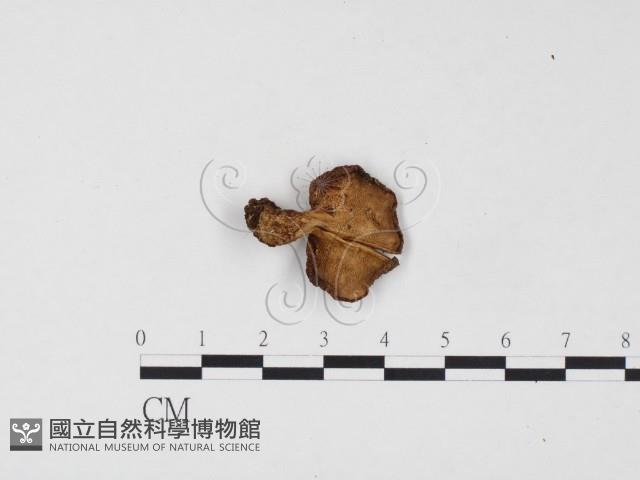 登錄號:F0024553藏品圖，第3張