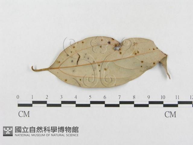 柄銹菌屬藏品圖，第3張
