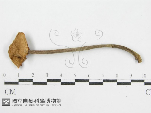 登錄號:F0014553藏品圖，第3張