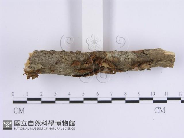 韌革菌屬藏品圖，第3張