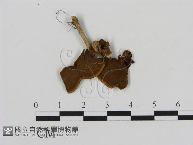 刺革菌屬藏品圖，第3張