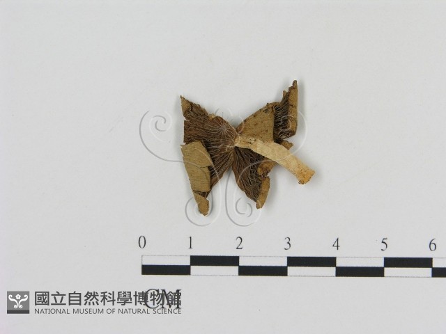 登錄號:F0007553藏品圖，第3張