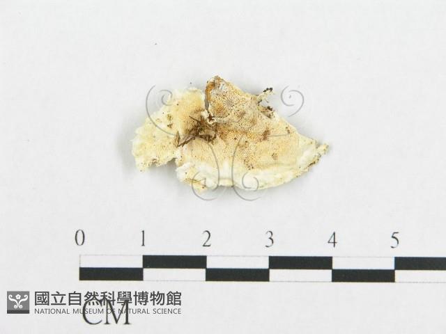 登錄號:F0017553藏品圖，第1張
