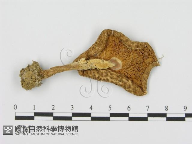 登錄號:F0005553藏品圖，第3張