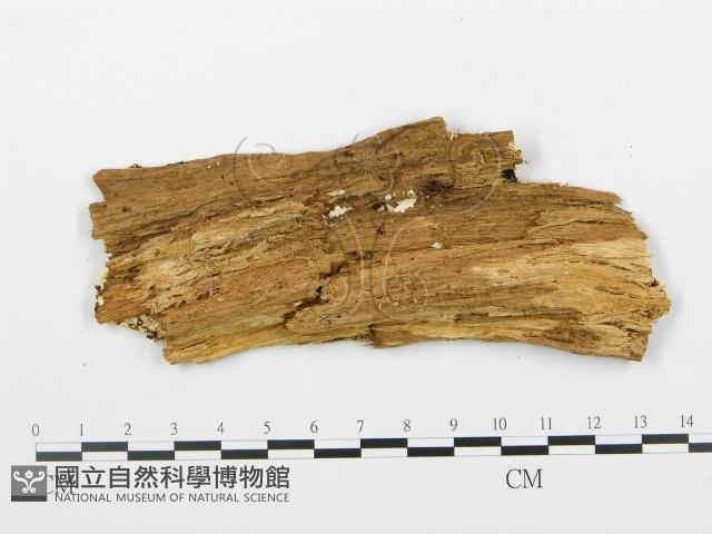 登錄號:F0009553藏品圖，第3張