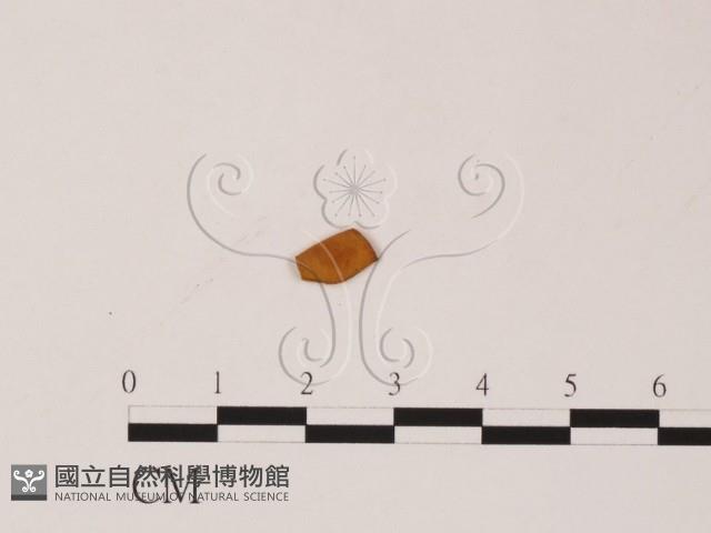 登錄號:F0019553藏品圖，第3張