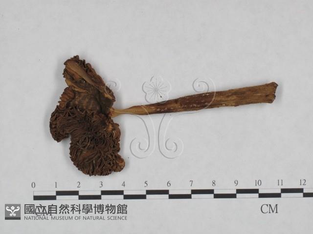 登錄號:F0023553藏品圖，第3張