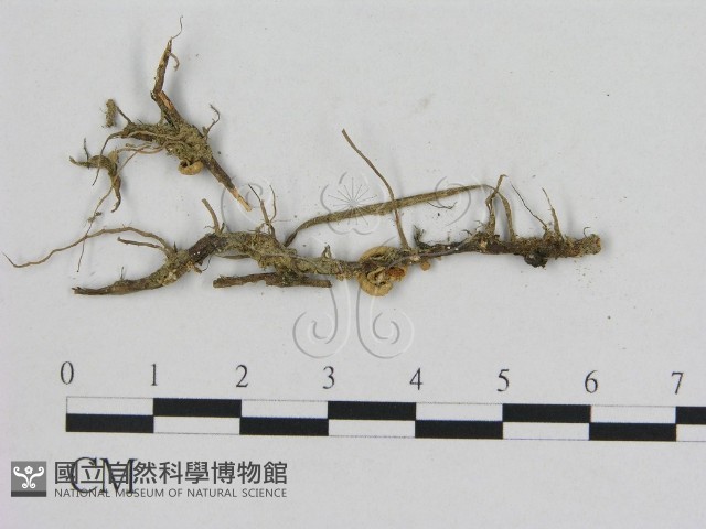 小菇屬藏品圖，第3張