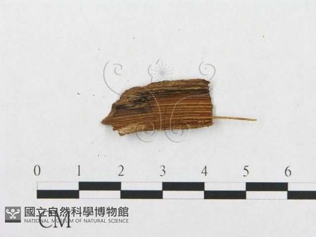 登錄號:F0013553藏品圖，第3張