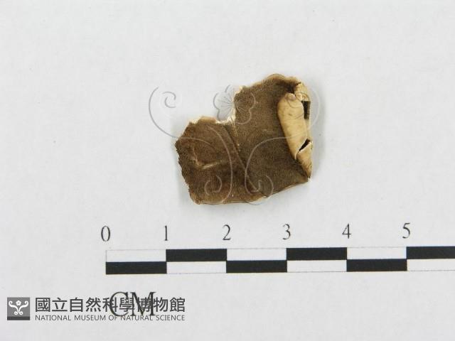 登錄號:F0008153藏品圖，第3張