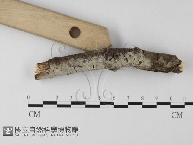 登錄號:F0020153藏品圖，第3張