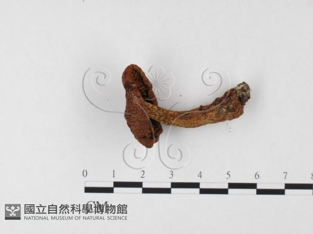 登錄號:F0026153藏品圖，第3張