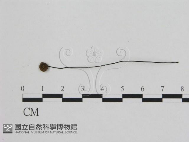小皮傘屬藏品圖，第3張