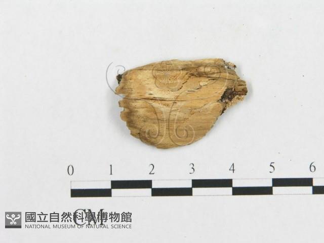 登錄號:F0014153藏品圖，第3張