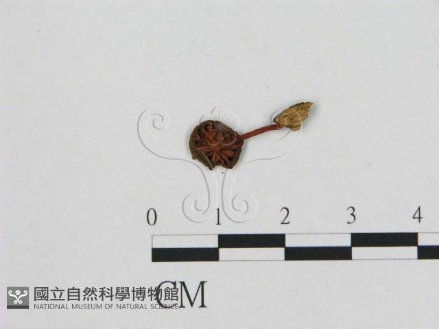 小皮傘屬藏品圖，第3張