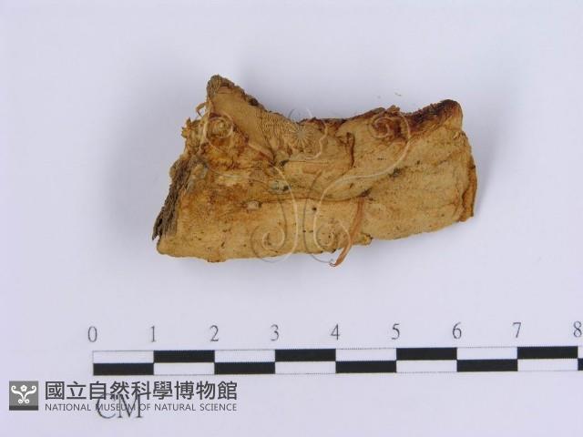 登錄號:F0007153藏品圖，第3張