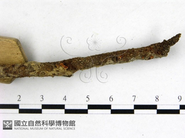 登錄號:F0005153藏品圖，第3張
