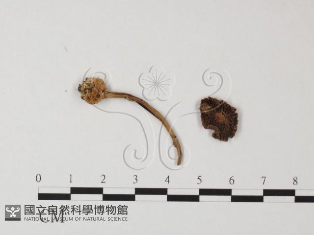 登錄號:F0019153藏品圖，第1張