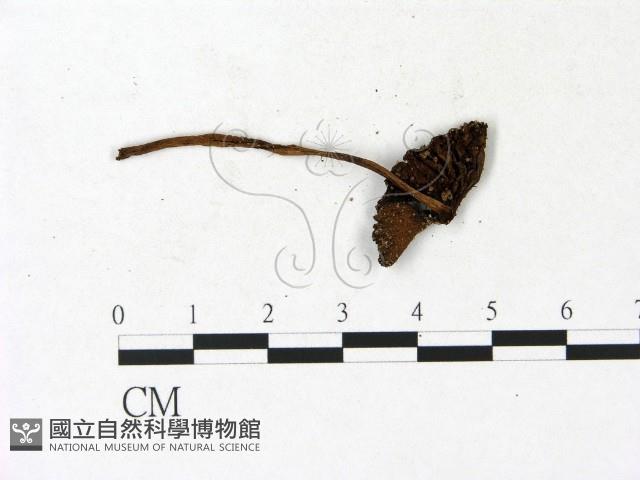 登錄號:F0023153藏品圖，第3張