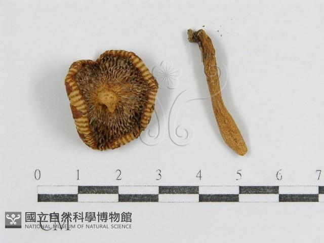 登錄號:F0013153藏品圖，第3張