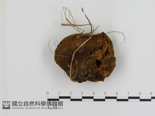 登錄號:F0008053藏品圖，第3張