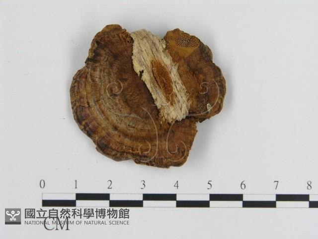 登錄號:F0010053藏品圖，第3張