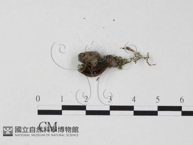 登錄號:F0021053藏品圖，第3張