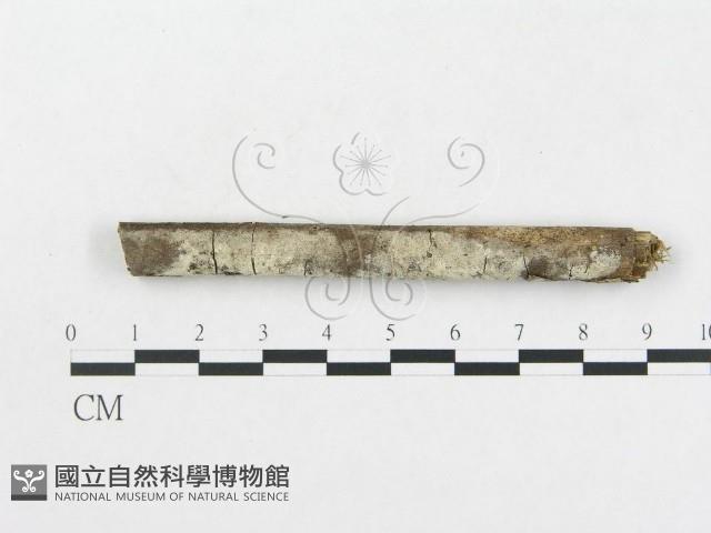 硬孔菌屬藏品圖，第1張