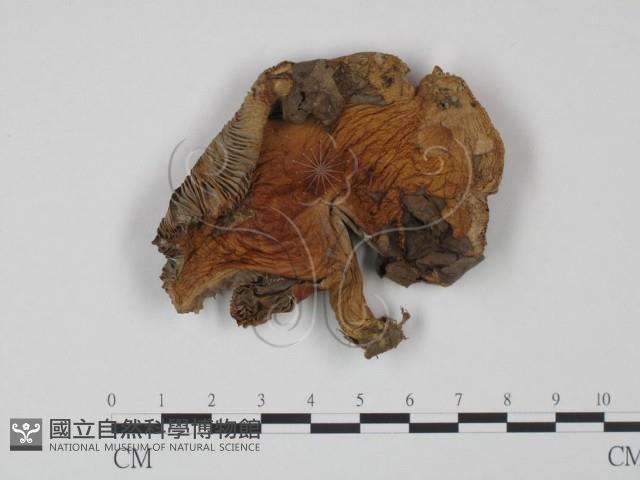 登錄號:F0011053藏品圖，第3張