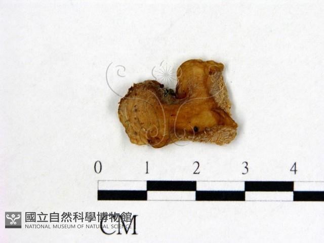 皺木耳藏品圖，第3張