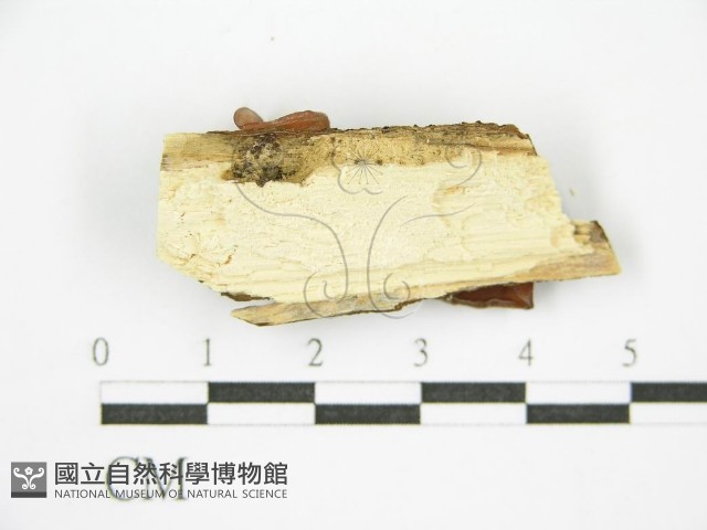 木耳藏品圖，第3張