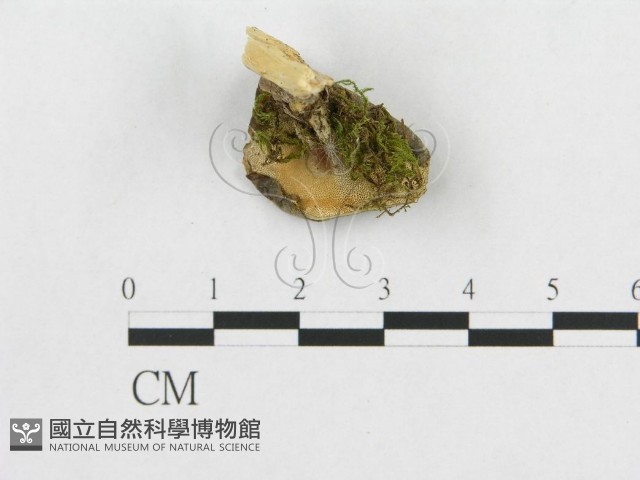 登錄號:F0007053藏品圖，第3張