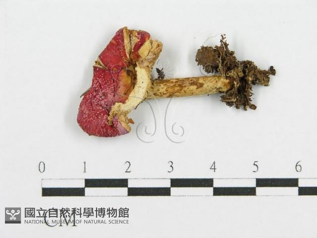 紅菇屬藏品圖，第3張