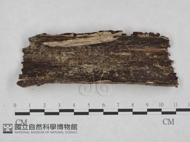 登錄號:F0025053藏品圖，第3張