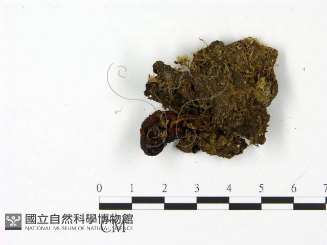 登錄號:F0023053藏品圖，第3張