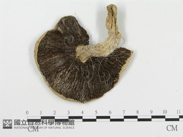 蘑菇藏品圖，第3張