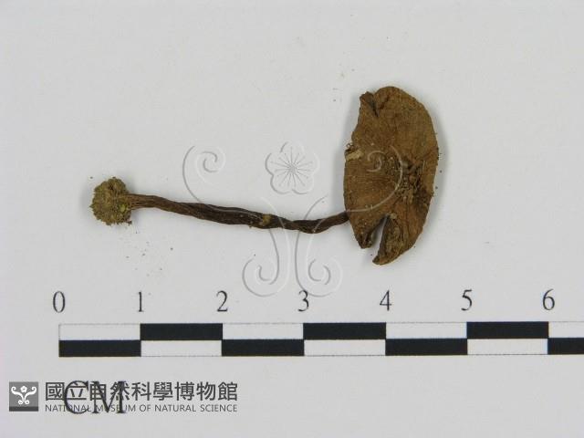 登錄號:F0013053藏品圖，第3張