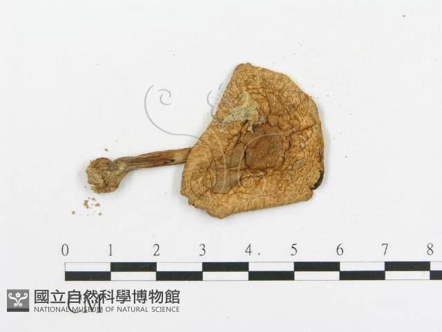 傘菌屬藏品圖，第3張