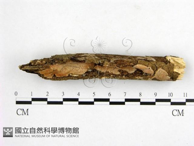登錄號:F0020353藏品圖，第3張