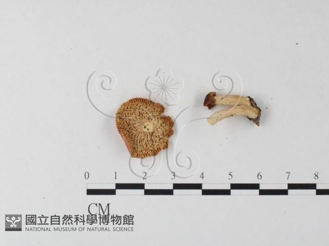 紅菇屬藏品圖，第3張