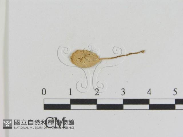 登錄號:F0014353藏品圖，第3張