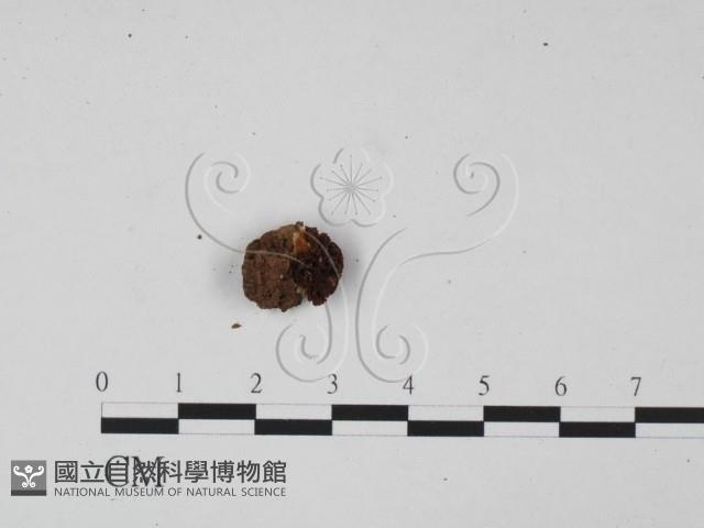 登錄號:F0002353藏品圖，第3張