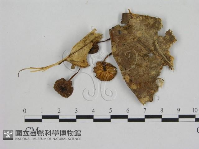 小菇屬藏品圖，第3張