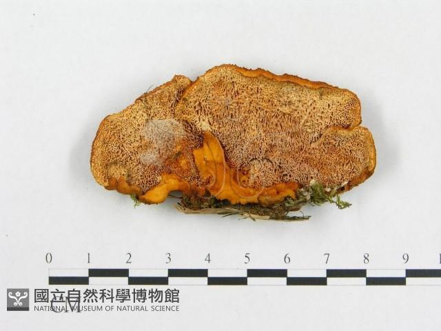 登錄號:F0017353藏品圖，第1張