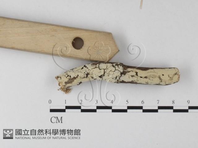 登錄號:F0025353藏品圖，第3張