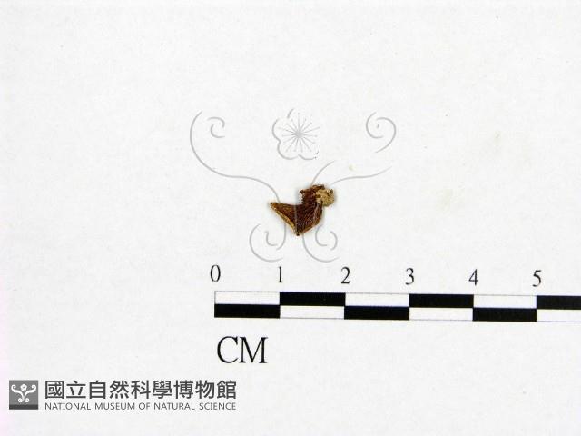 登錄號:F0009353藏品圖，第3張