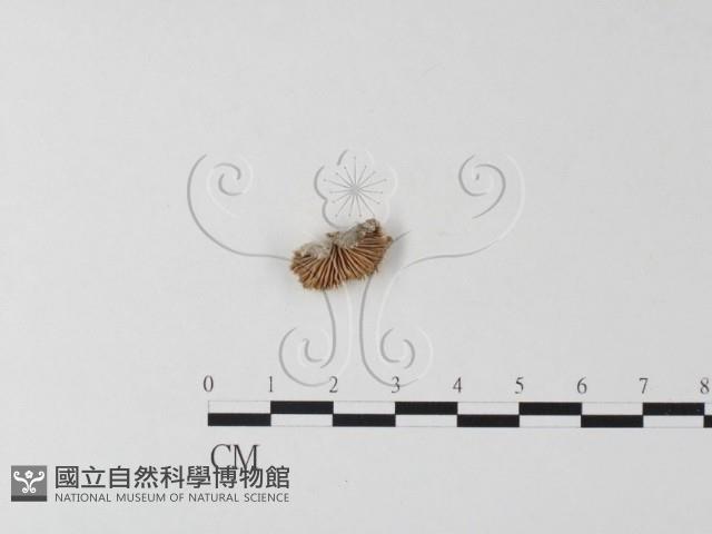 裂褶菌藏品圖，第3張