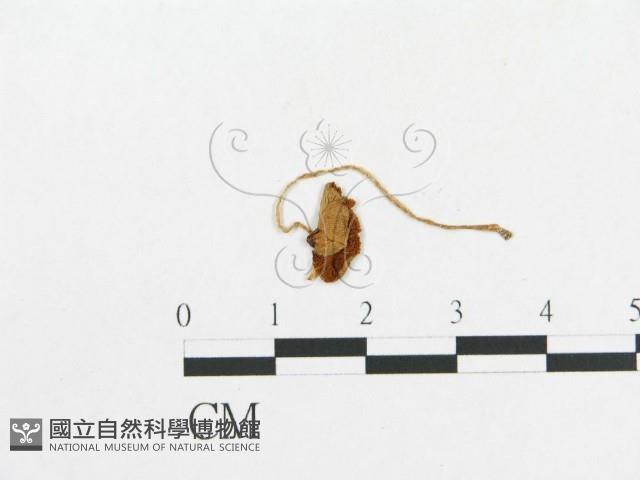 登錄號:F0003353藏品圖，第3張