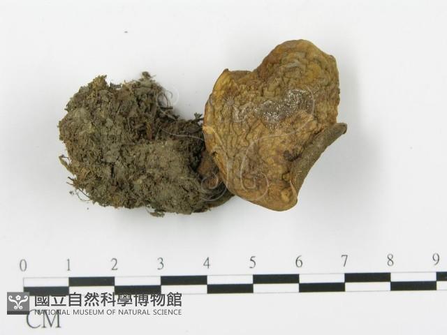 登錄號:F0013353藏品圖，第3張